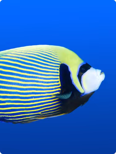 Livorno Aquarium